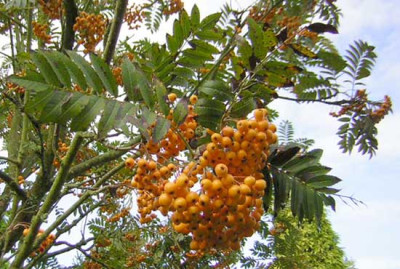 77Sorbus_Sunshine.jpg