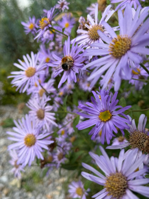 Ackerhummel auf Aster frikartii Mönch