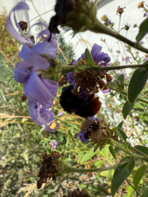 Steinhummel auf Aster frikartii Mönch