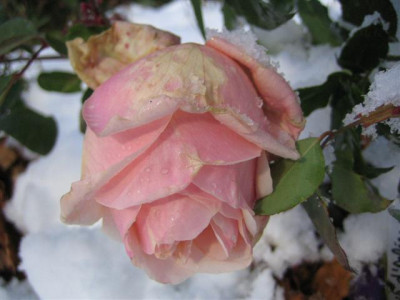 IMG_4335_Small.JPG