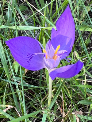 Crocus  ?