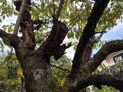 250924_Kirschbaum_Schnitt.jpg