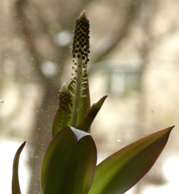 Scilla_latifolia_824.JPG