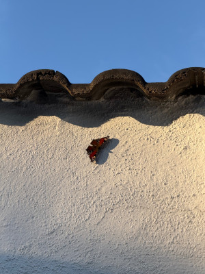 Tagpfauenaue an Wand
