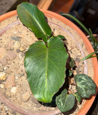 Arum creticum