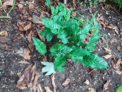 Arum italicum