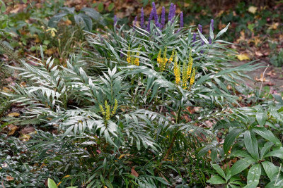 Mahonia-Narihira_005.JPG