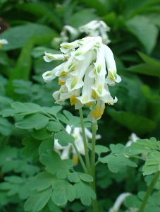Corydalis_ochroleuca.JPG