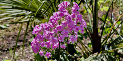 Phlox amplifolia 'Christine 2.jpg