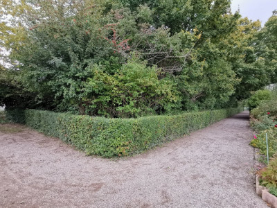 Hecke 20250927.jpeg