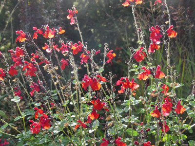 Salvia Royal Bumble