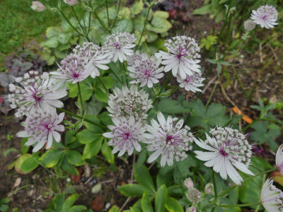 Astrantia Sorte?