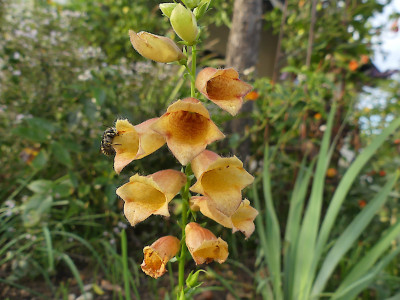 Digitalis Goldcrest
