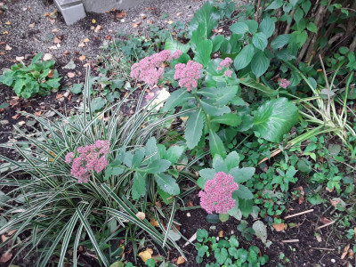 Sedum
