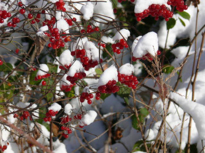P1160660.jpg