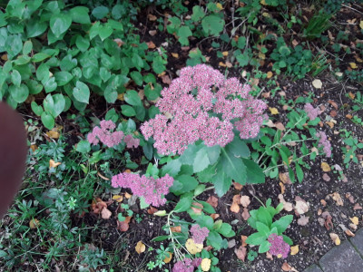 Hohe Fetthenne
