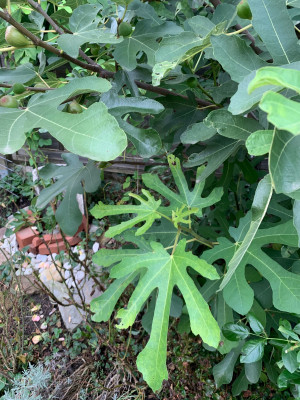 IMG_0510.jpeg