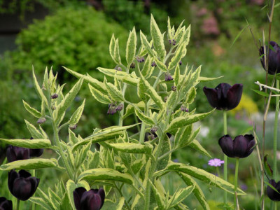 symp_x_uplandicum_variegatum_und_tulpen.jpg