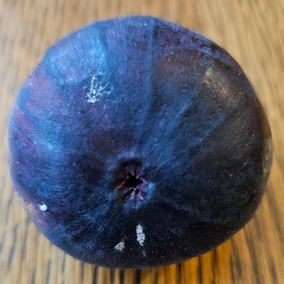 Black Donov Caprified Herbstfeige aussen2.jpg