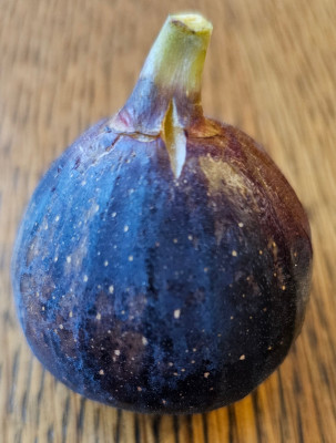 Black Donov Caprified Herbstfeige aussen1.jpg