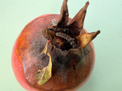 Fauler Sumbar. Kann aber auch mit Fraß der Raupe zu tun haben, die sich darin befindet
