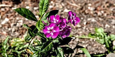 Phlox paniculata Laura.jpg