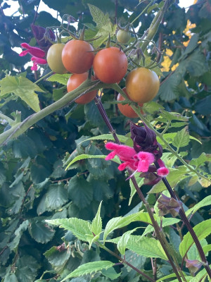 IMG_1635.jpeg