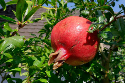 Granatapfel2.jpg