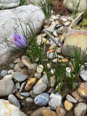 Erste Blüte am 28.9.2025
