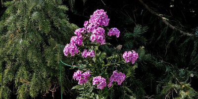 Phlox amplifolia 'Augenstern' .jpg