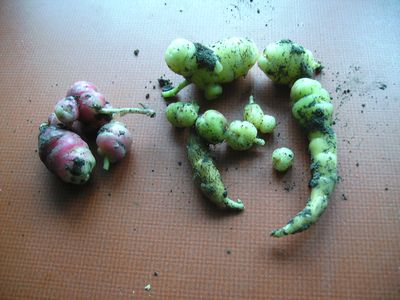 Oca_gelb_und_rot.jpg