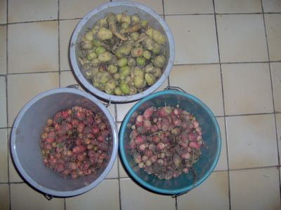 erste_Oca-Ernte.jpg