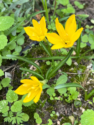 Sternbergia greuteriana