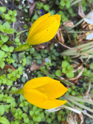 Sternbergia clusiana