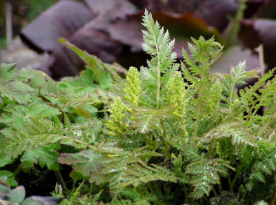 was_fuer_corydalis_fragezeichen.jpg