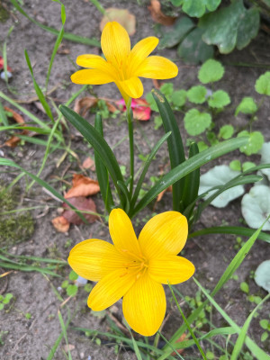 Sternbergia lutea