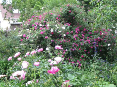 Rosengarten_klein__IMG_1773.jpg