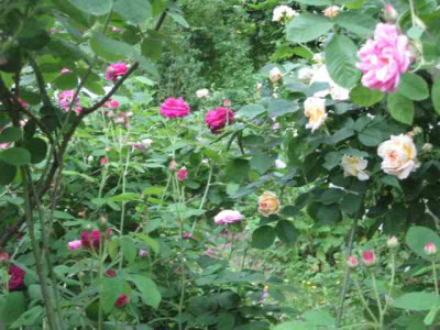 Rosengarten_klein_IMG_1886.jpg