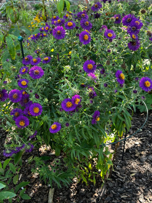 IMG_8264.JPG