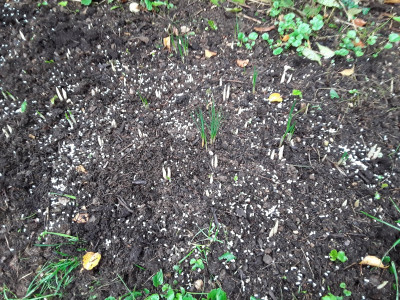 Crocus sativus und speciosus