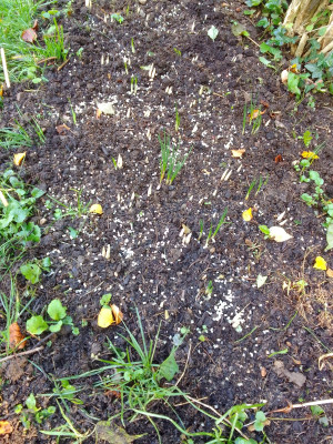 Herbstkrokusse