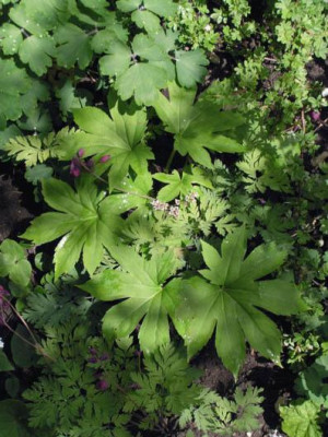 aquilegia_mukdenia_dicentra.jpg
