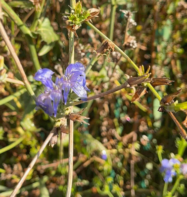 IMG_8073.jpeg