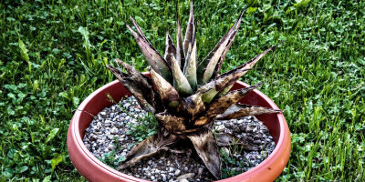 Agave parryi neomexicana.jpg