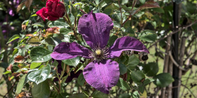 clematis.jpg