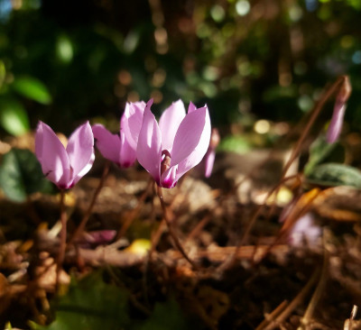 C. cilicium