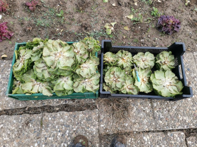 Salat CROP Ernte.jpeg