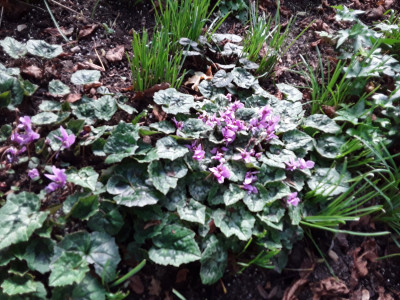 Cyc. Hederifolium