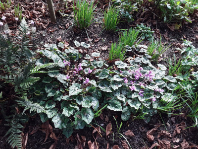 Cyc. Hederifolium