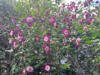 IMG_8009.jpeg